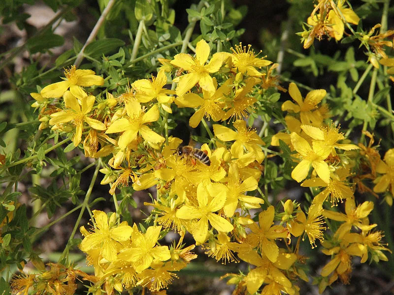Blütenpracht Johanneskraut in voller Blüte mit Bienen am Wegesrand