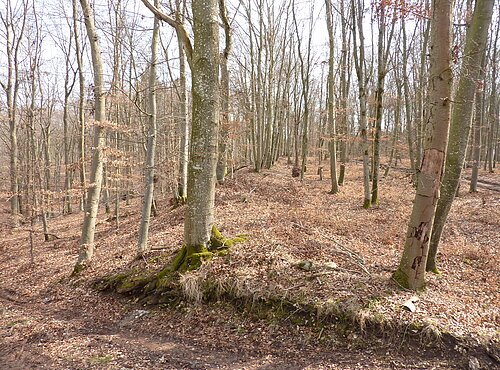 Ringwall am Burgberg im Wald bei Heroldingen.