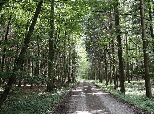 Ein idyllischer Waldweg, auf dem der Eisbrunnrundweg verläuft.