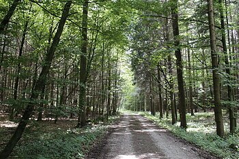 Ein idyllischer Waldweg, auf dem der Eisbrunnrundweg verläuft.