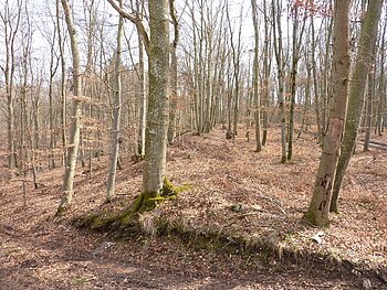 Ringwall am Burgberg im Wald bei Heroldingen.