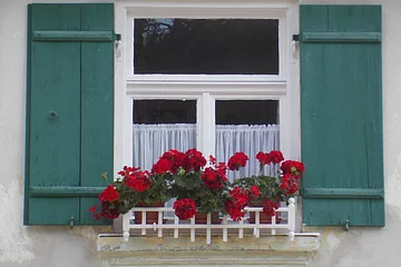 Blick auf ein Fenster mit grünen Fensterläden