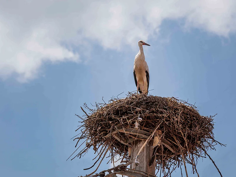 Storchennest