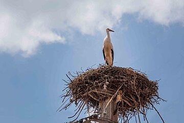 Storchennest