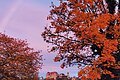 Stolz Veronika - Herbstliches Bild der Harburg
