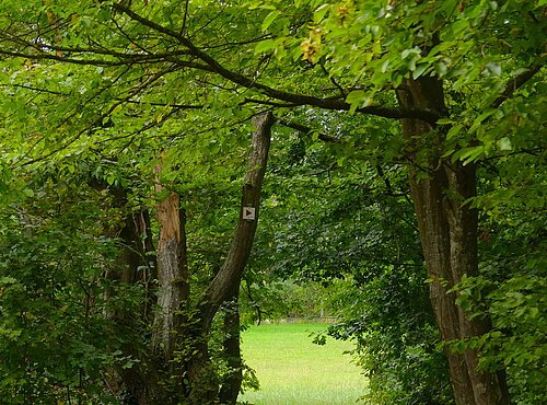 Wolfinger Julia - Weg zur schönen Aussicht