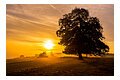 Thomas Schneid - Baum am Harburger Bock bei Sonnenaufgang